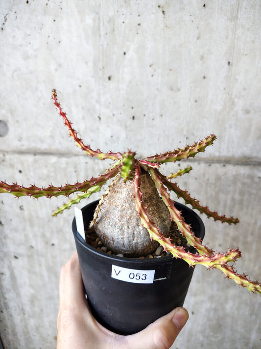 【現品限り】ユーフォルビア・デシドゥア 現地株 発根済み 長期管理【V53】 Euphorbia decidua