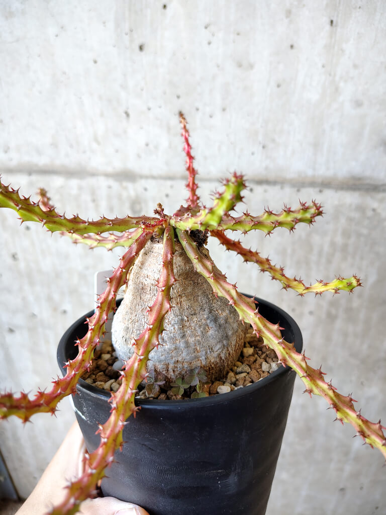 【現品限り】ユーフォルビア・デシドゥア 現地株 発根済み 長期管理【V53】 Euphorbia decidua
