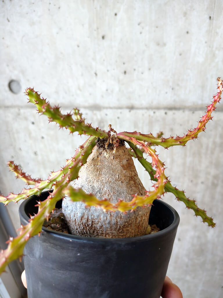 【現品限り】ユーフォルビア・デシドゥア 現地株 発根済み 長期管理【V53】 Euphorbia decidua