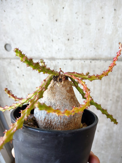 【現品限り】ユーフォルビア・デシドゥア 現地株 発根済み 長期管理【V53】 Euphorbia decidua