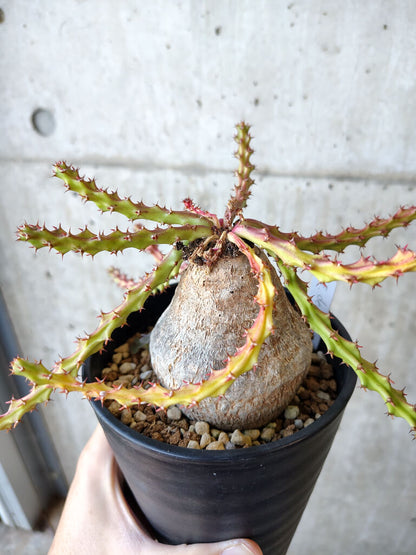 【現品限り】ユーフォルビア・デシドゥア 現地株 発根済み 長期管理【V53】 Euphorbia decidua