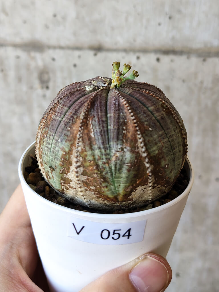 【現品限り】ユーフォルビア・オベサ【V54】 Euphorbia obesa