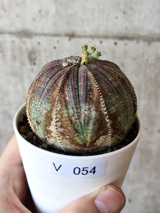 【現品限り】ユーフォルビア・オベサ【V54】 Euphorbia obesa