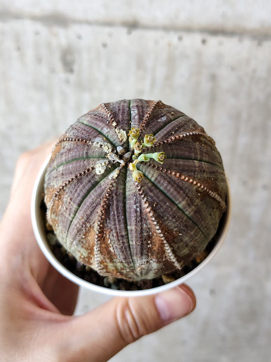 【現品限り】ユーフォルビア・オベサ【V54】 Euphorbia obesa
