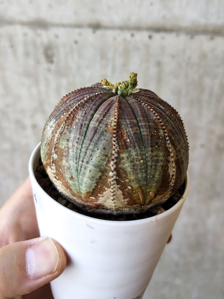 【現品限り】ユーフォルビア・オベサ【V54】 Euphorbia obesa