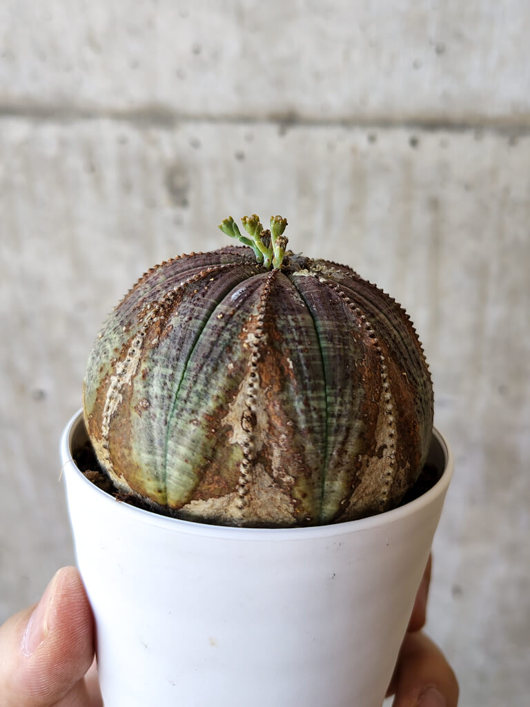 【現品限り】ユーフォルビア・オベサ【V54】 Euphorbia obesa