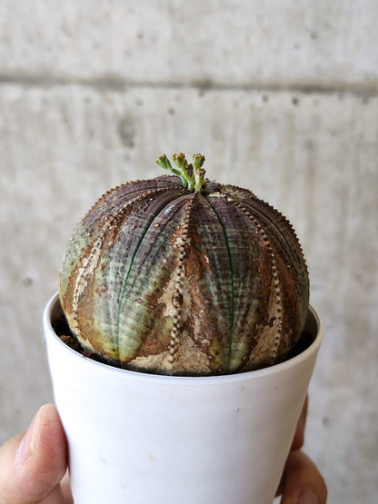 【現品限り】ユーフォルビア・オベサ【V54】 Euphorbia obesa