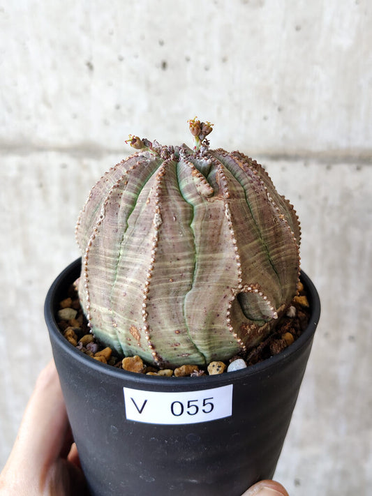 【現品限り】ユーフォルビア・オベサ【V55】 Euphorbia obesa
