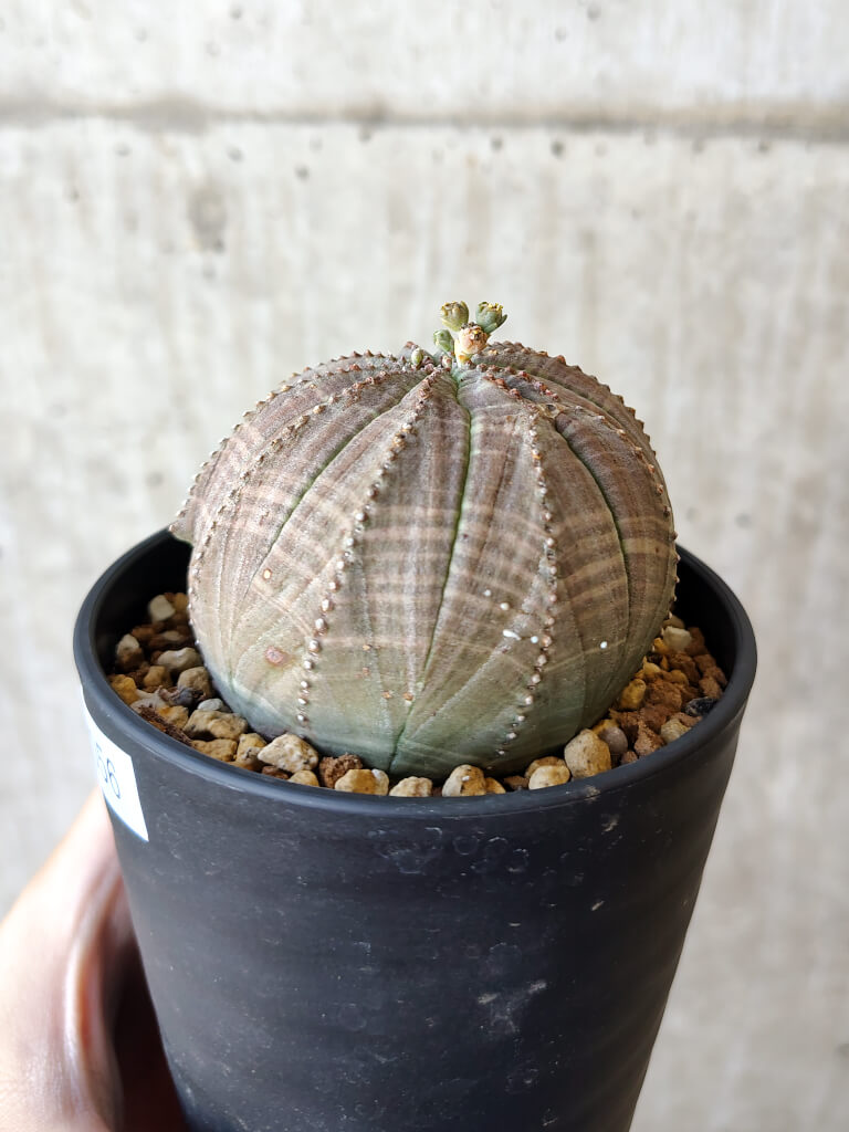 【現品限り】ユーフォルビア・オベサ【V56】 Euphorbia obesa