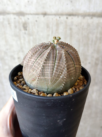 【現品限り】ユーフォルビア・オベサ【V56】 Euphorbia obesa