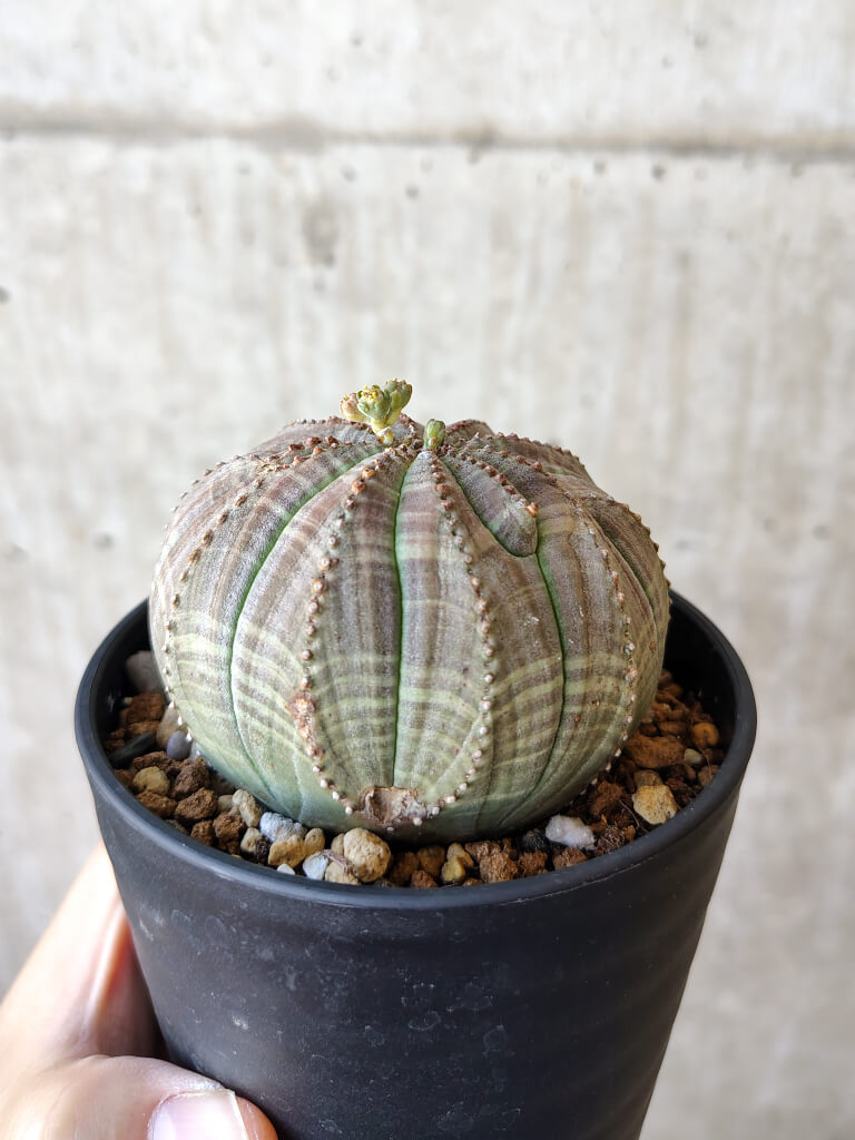 【現品限り】ユーフォルビア・オベサ【V56】 Euphorbia obesa