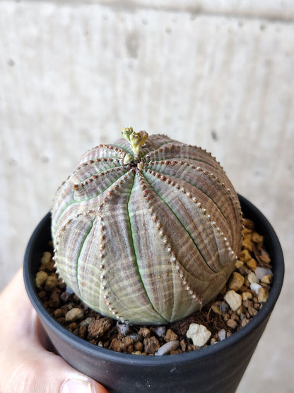 【現品限り】ユーフォルビア・オベサ【V56】 Euphorbia obesa