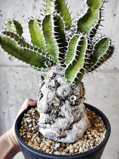 【現品限り】ユーフォルビア・ムランジーナ 現地株 発根済み 長期管理【V57】 Euphorbia mlanjeana