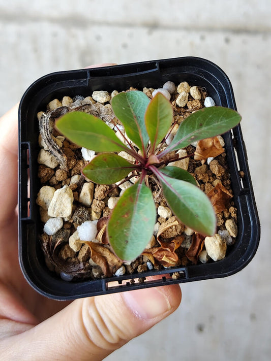 【現品限り】フォークイエリア・ファシクラータ【V5】 Fouquieria fasciculata