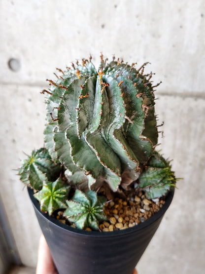 【現品限り】ユーフォルビア・ホリダ・アルバ【V60】 Euphorbia horrida Alba