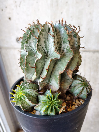 【現品限り】ユーフォルビア・ホリダ・アルバ【V60】 Euphorbia horrida Alba