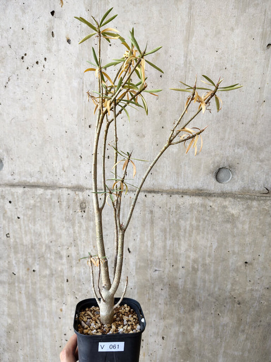 【現品限り】ユーフォルビア・バルサミフェラ【V61】 Euphorbia balsamifera