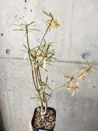 【現品限り】ユーフォルビア・バルサミフェラ【V61】 Euphorbia balsamifera