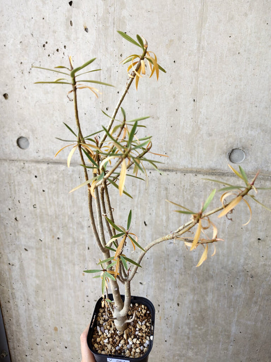 【現品限り】ユーフォルビア・バルサミフェラ【V61】 Euphorbia balsamifera