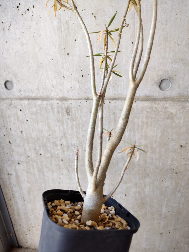【現品限り】ユーフォルビア・バルサミフェラ【V61】 Euphorbia balsamifera