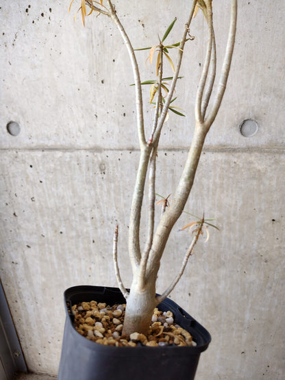 【現品限り】ユーフォルビア・バルサミフェラ【V61】 Euphorbia balsamifera