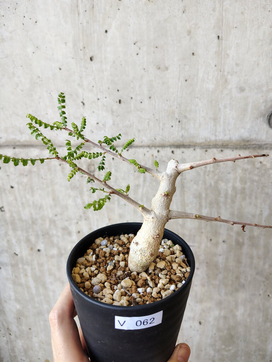 【現品限り】ボスウェリア・ネグレクタ 実生【V62】 Boswellia neglecta