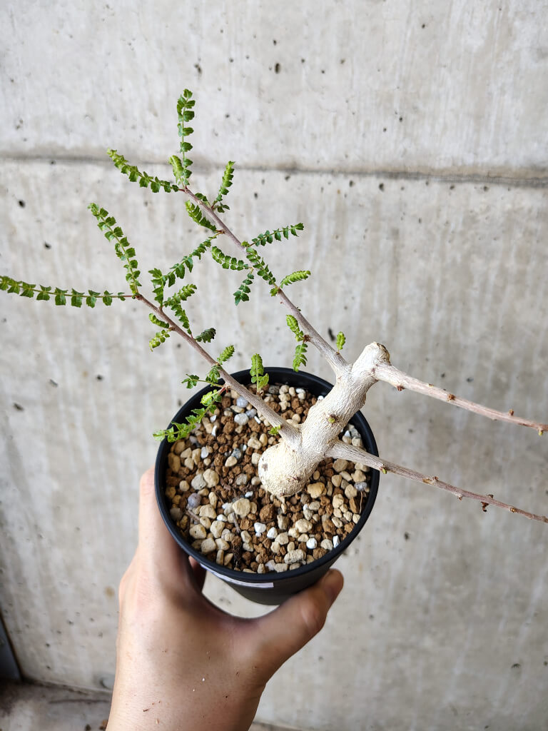 現品限り】ボスウェリア・ネグレクタ 実生【V62】 Boswellia neglecta