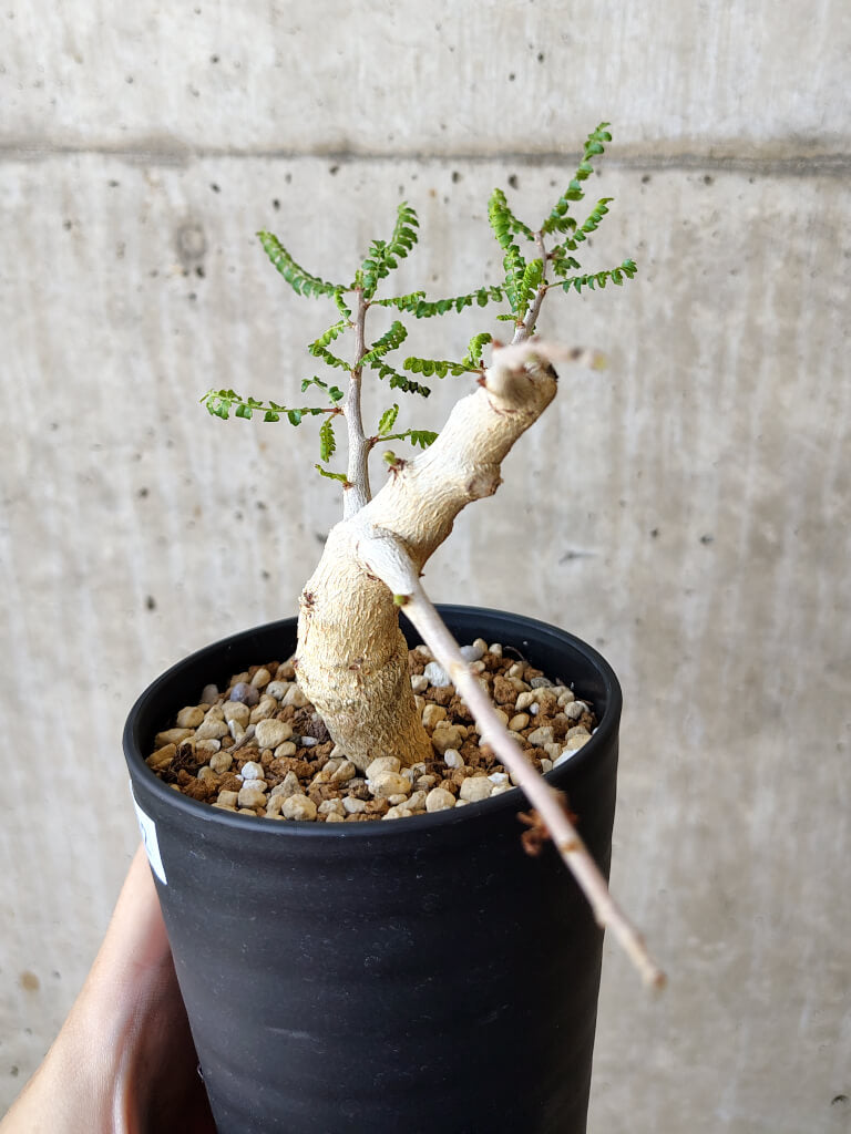 【現品限り】ボスウェリア・ネグレクタ 実生【V62】 Boswellia neglecta