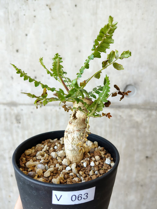 【現品限り】ボスウェリア・ネグレクタ 実生【V63】 Boswellia neglecta