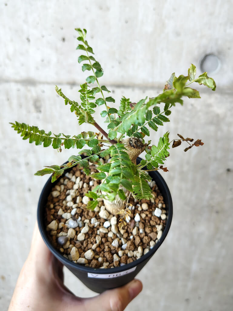 【現品限り】ボスウェリア・ネグレクタ 実生【V63】 Boswellia neglecta