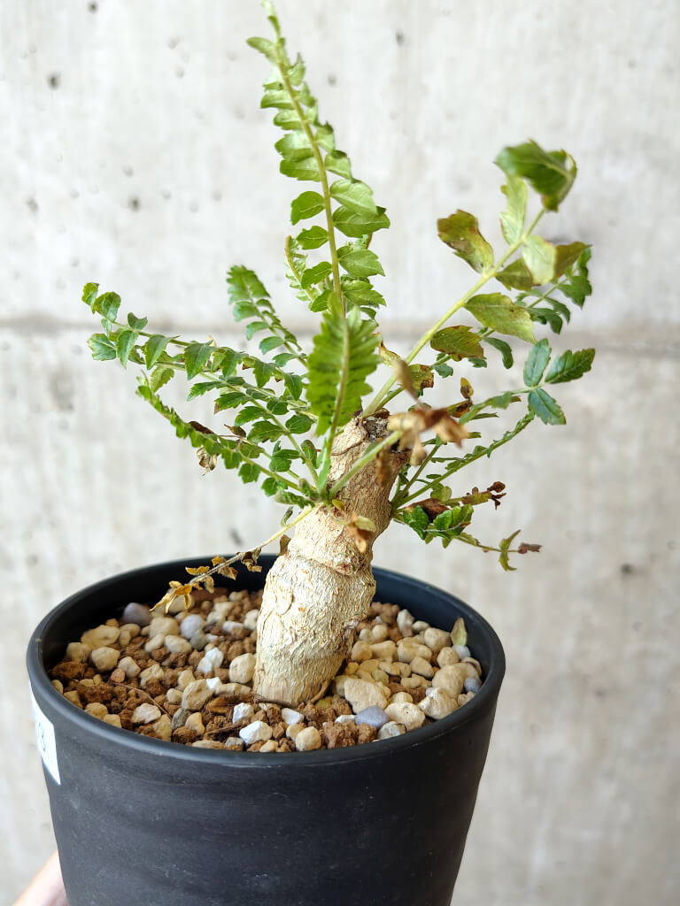 【現品限り】ボスウェリア・ネグレクタ 実生【V63】 Boswellia neglecta