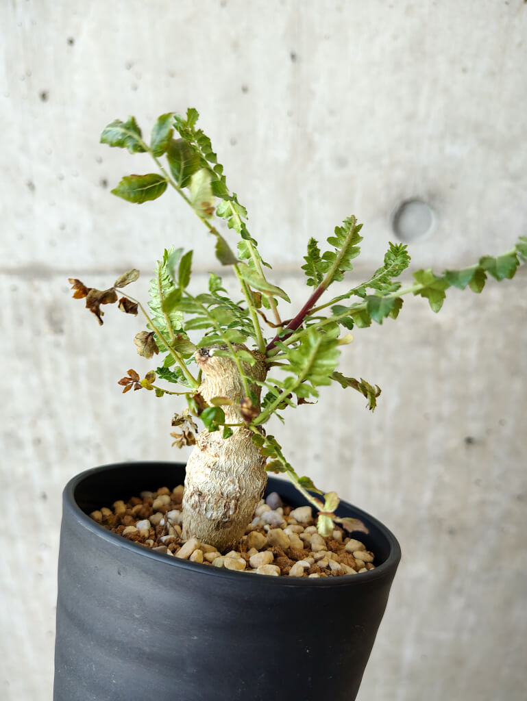 【現品限り】ボスウェリア・ネグレクタ 実生【V63】 Boswellia neglecta