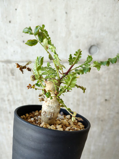 【現品限り】ボスウェリア・ネグレクタ 実生【V63】 Boswellia neglecta