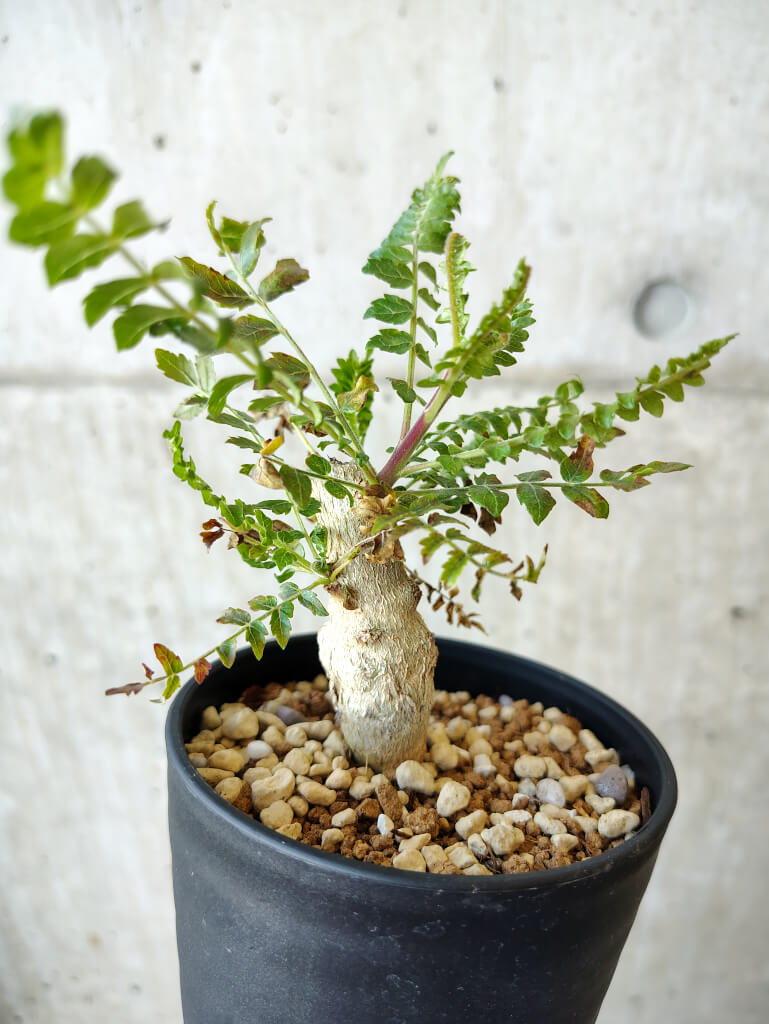 現品限り】ボスウェリア・ネグレクタ 実生【V63】 Boswellia neglecta
