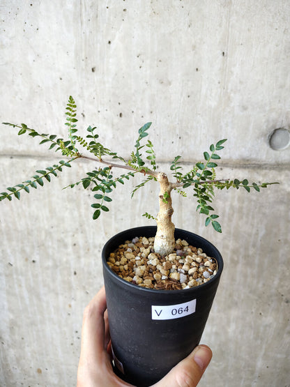 【現品限り】ボスウェリア・ネグレクタ 実生【V64】 Boswellia neglecta