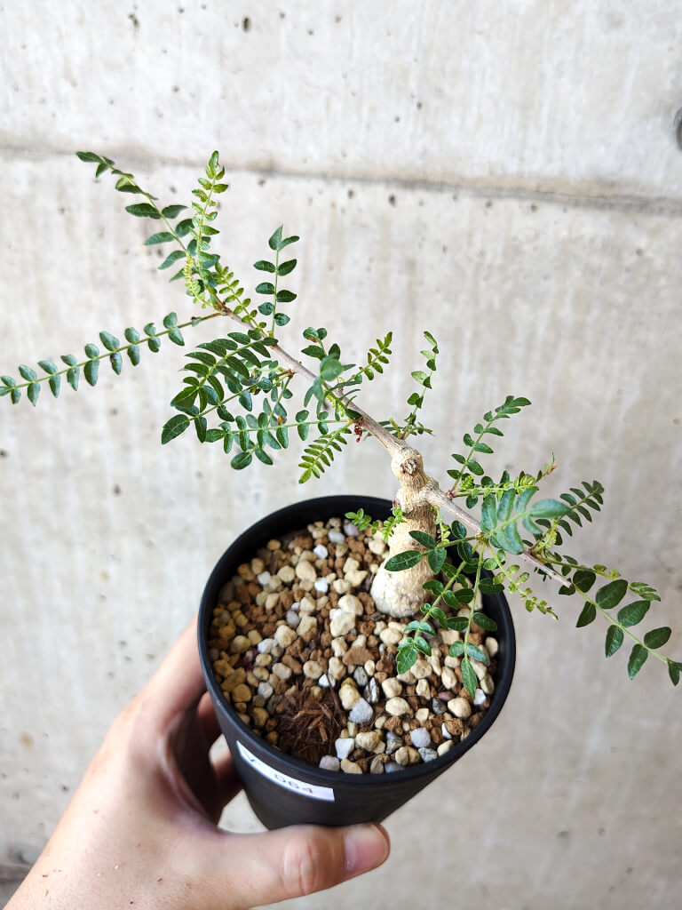 【現品限り】ボスウェリア・ネグレクタ 実生【V64】 Boswellia neglecta