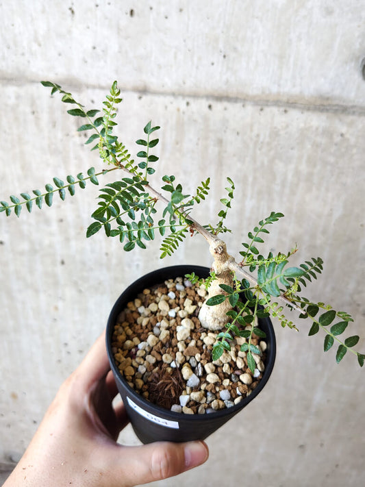 【現品限り】ボスウェリア・ネグレクタ 実生【V64】 Boswellia neglecta