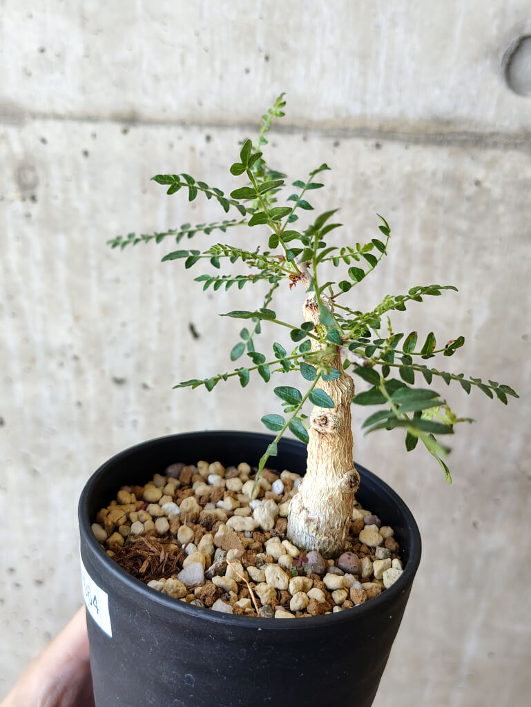 【現品限り】ボスウェリア・ネグレクタ 実生【V64】 Boswellia neglecta