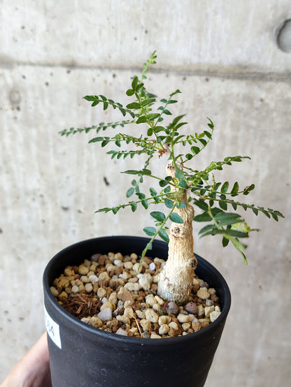 【現品限り】ボスウェリア・ネグレクタ 実生【V64】 Boswellia neglecta