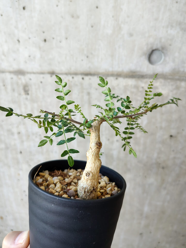 現品限り】ボスウェリア・ネグレクタ 実生【V64】 Boswellia neglecta