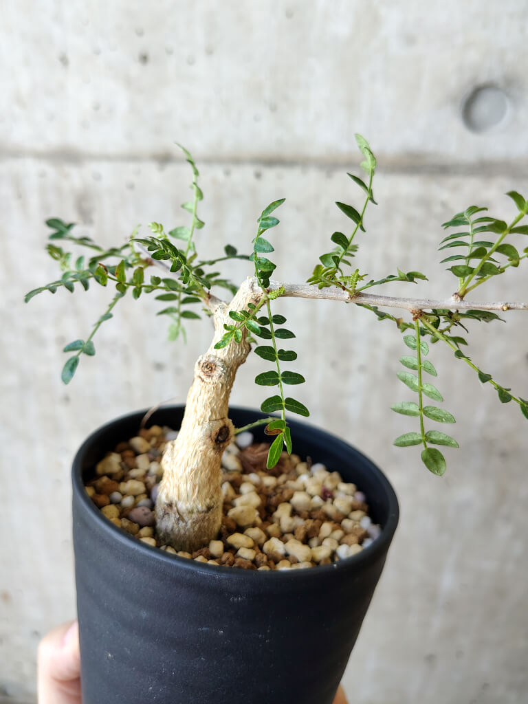 【現品限り】ボスウェリア・ネグレクタ 実生【V64】 Boswellia neglecta