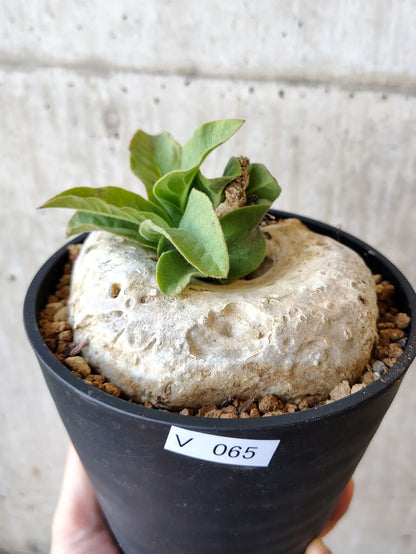 【現品限り】ブラキステルマ・バーベラエ 竜卵窟 現地株 約1年半管理【V65】 Brachystelma barberae