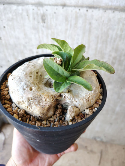 【現品限り】ブラキステルマ・バーベラエ 竜卵窟 現地株 約1年半管理【V65】 Brachystelma barberae