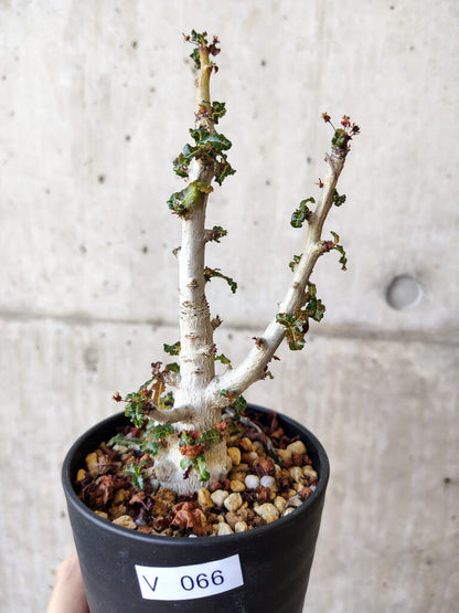 【現品限り】ボスウェリア・ナナ 大株【V66】 Boswellia nana