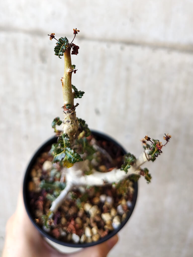 現品限り】ボスウェリア・ナナ 大株【V66】 Boswellia nana 塊根植物