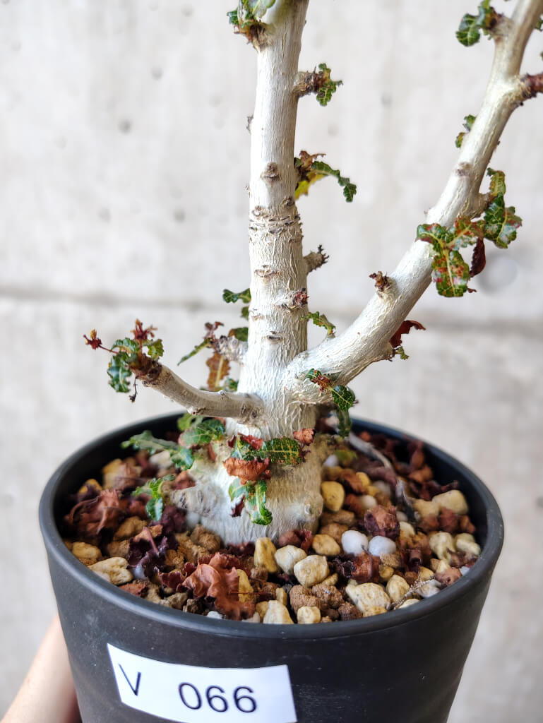 現品限り】ボスウェリア・ナナ 大株【V66】 Boswellia nana 塊根植物