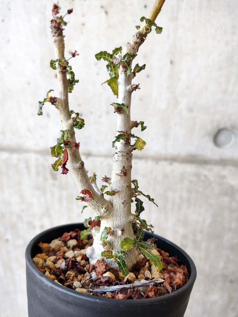 現品限り】ボスウェリア・ナナ 大株【V66】 Boswellia nana 塊根植物