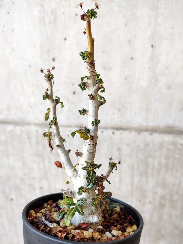 現品限り】ボスウェリア・ナナ 大株【V66】 Boswellia nana 塊根植物