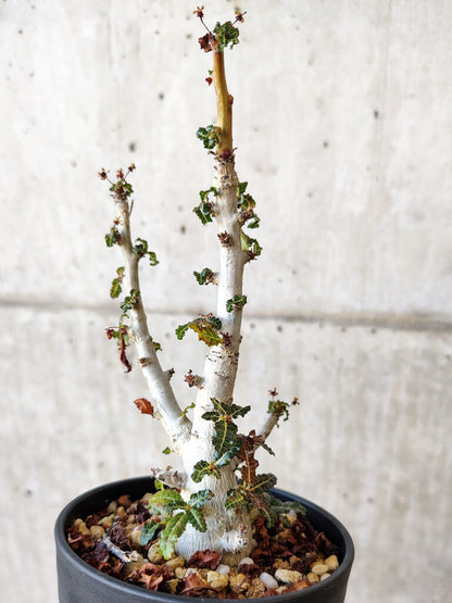 【現品限り】ボスウェリア・ナナ 大株【V66】 Boswellia nana