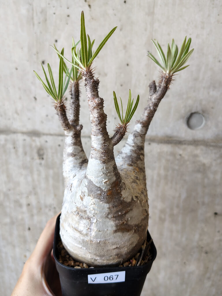 【現品限り】パキポディウム・グラキリス 現地株 発根済み 長期管理【V67】 Pachypodium gracilius